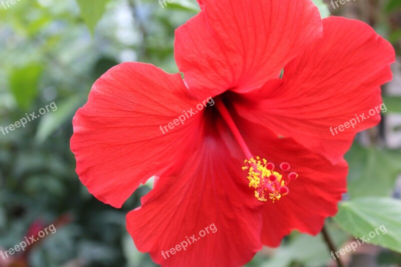 Hibiscus Tropical Flower Floral Hawaii