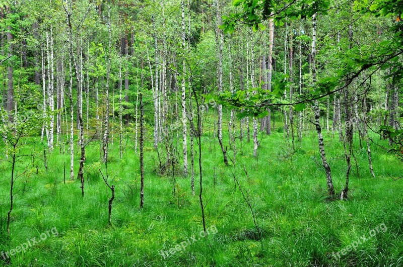 Krutyni Forest Reserve Masuria Nature