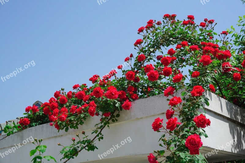 Rose Rose Vine Free Photos