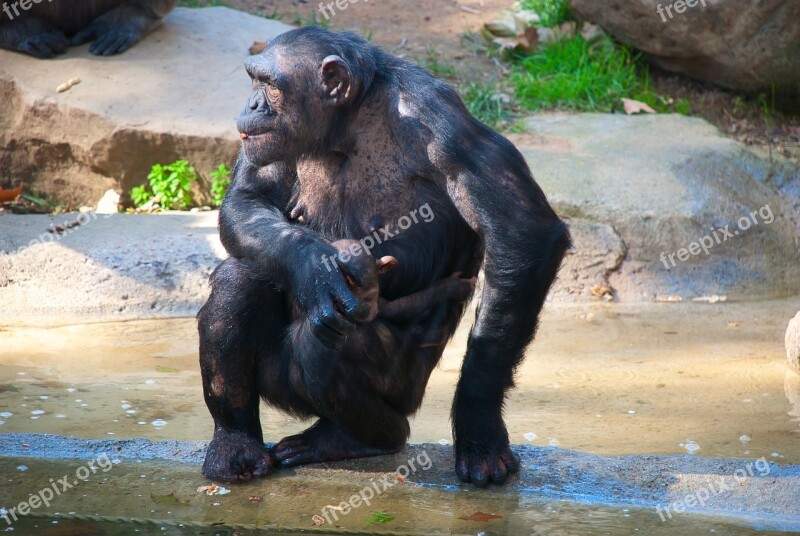 Chimpanzee Mom Sitting The Cub Free Photos