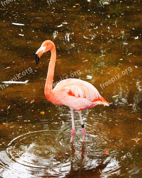 Flamenco Ave Pink Birds Feathers Exotic Animal