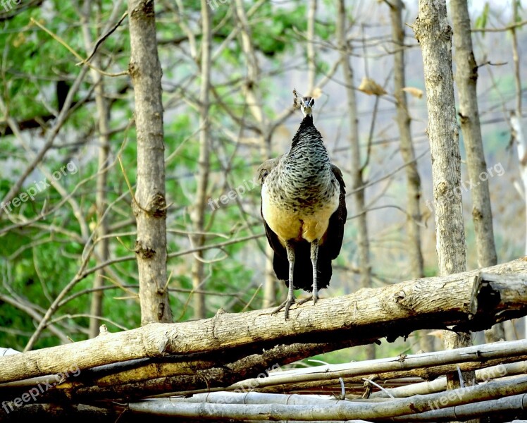 Peahen Peacock Indian Bharat Banswara