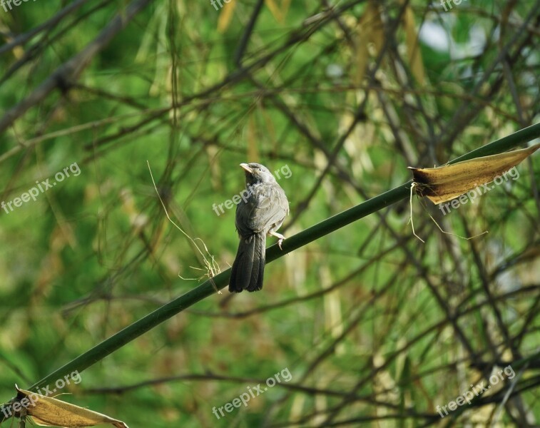 Angrybird Indian Maina Birds Wildlife