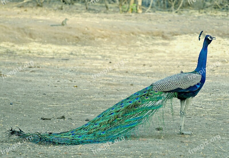 Peacock Birds Wildlife India Bharat