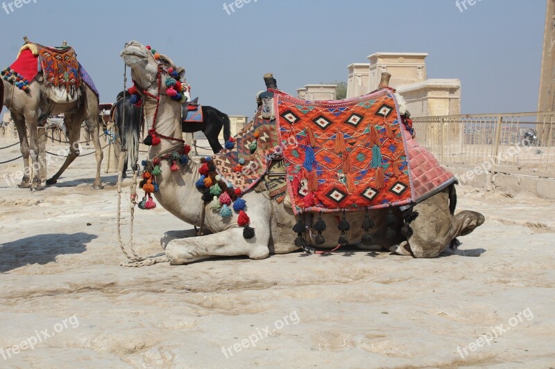 Camel Khufu Pyramid Ancient Giza