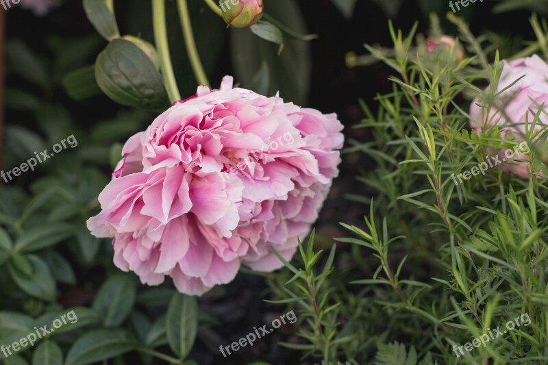 Flowers Nature Pink Petals Outdoors