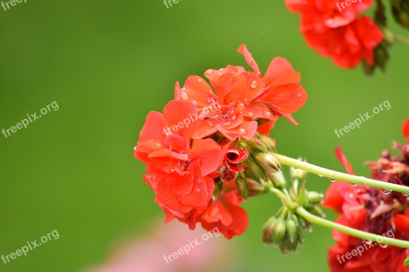 Rose Flower Petal Love Wedding