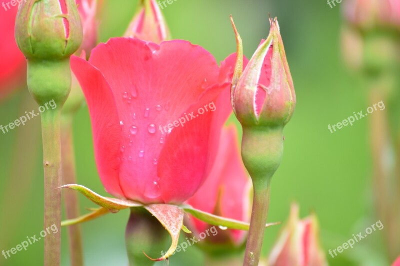 Rose Flower Petal Love Wedding