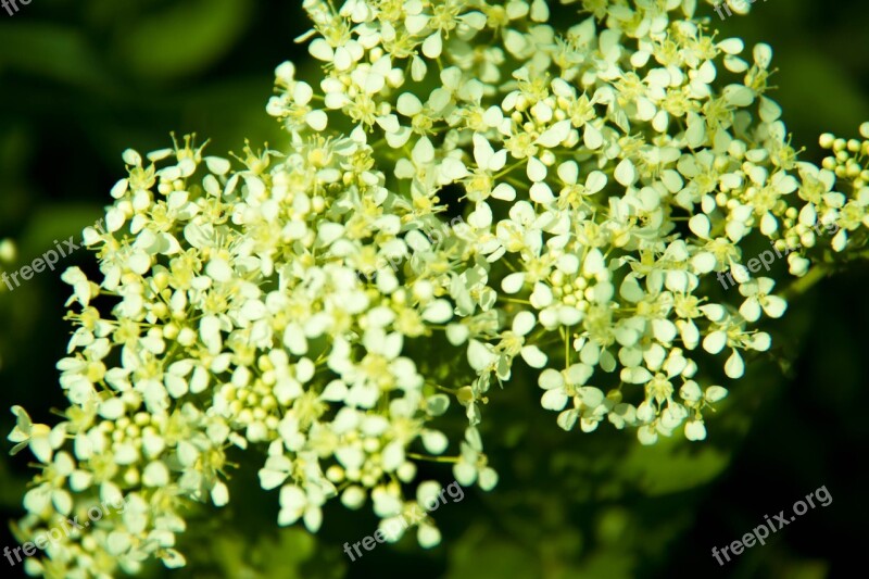 Green Flower Field Nature Flowers