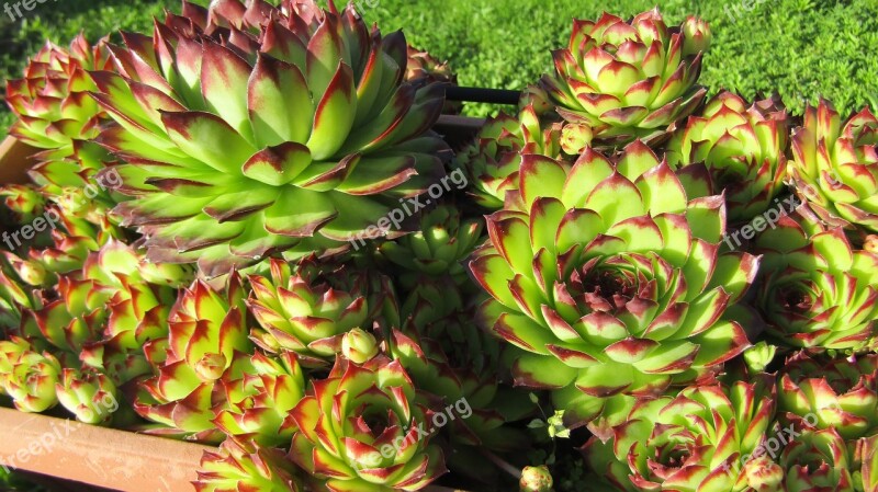 Succulent Plant Flower Fat Plants Succulent Flowers