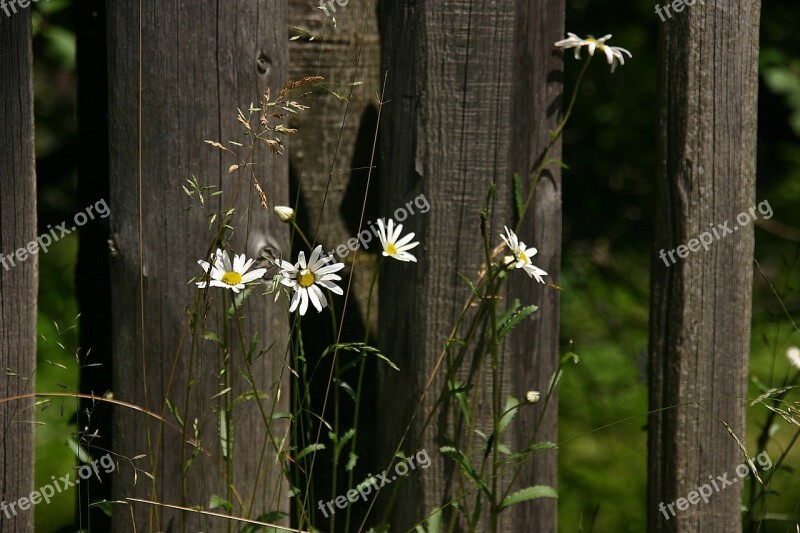 Daisy Fence Chamomile White Flowers Flowers Of The Field