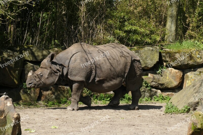 Rhino Zoo Bijdorp Rotterdam Indian Rhino