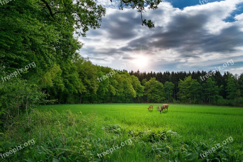 Landscape Nature Landscape Nature Forest Nature Tree