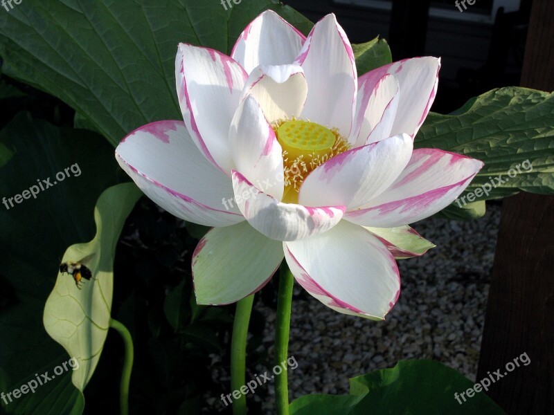 Lotus Flower Blossom Plant Bloom