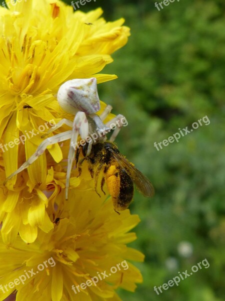 Spider Predator Bee Hunting Bug Hunted Dandelion Stalking