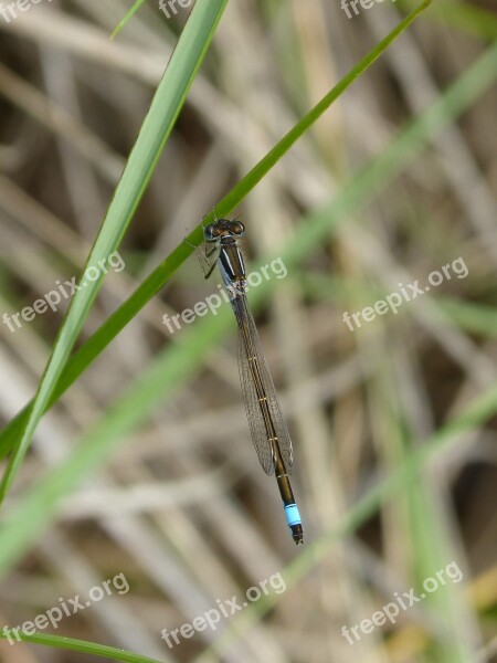 Dragonfly Damselfly Ischnura Graellsii Llantió Iberomagribí Odonata