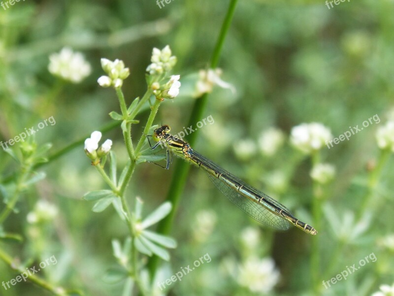 Dragonfly Damselfly Ischnura Pumilio Llantió Menut Free Photos