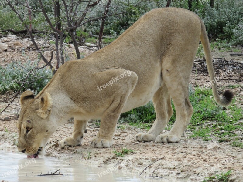 Lion Africa Big Cat Etosha National Park Namibia