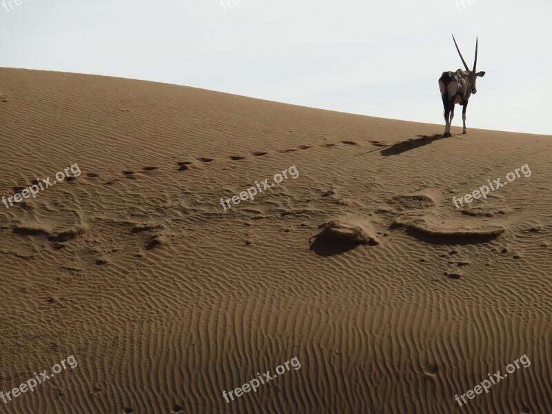 Desert Oryx Spit Bock Namibia Antelope