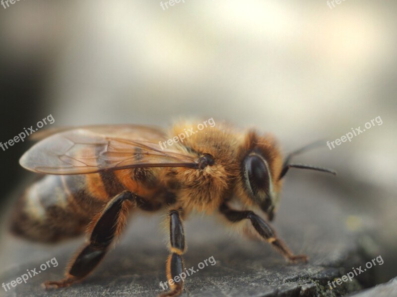 Bee Robotnica Pollination Insect Osa