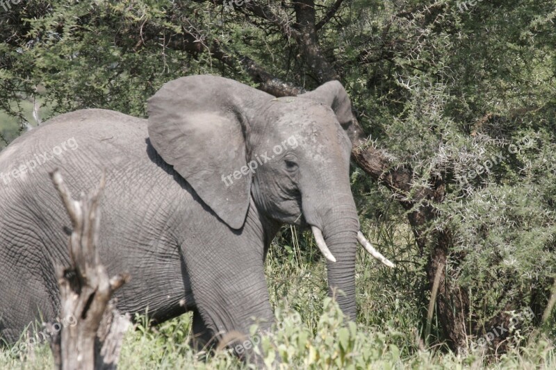 Elephant Africa Tarangire Wildlife Wild