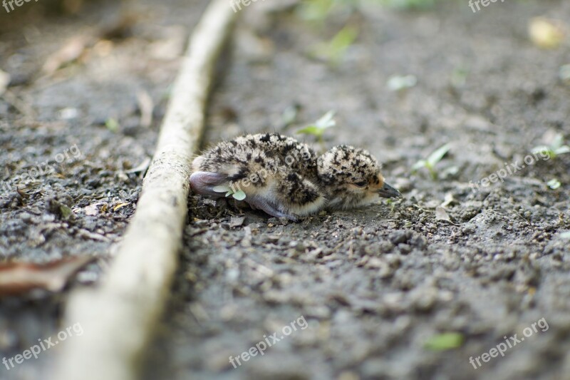 Vanellus Chilensis Pigeon Birds Charadriiformes Charadriidae