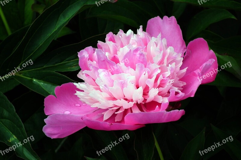 Flower Peony Pink Garden Nature