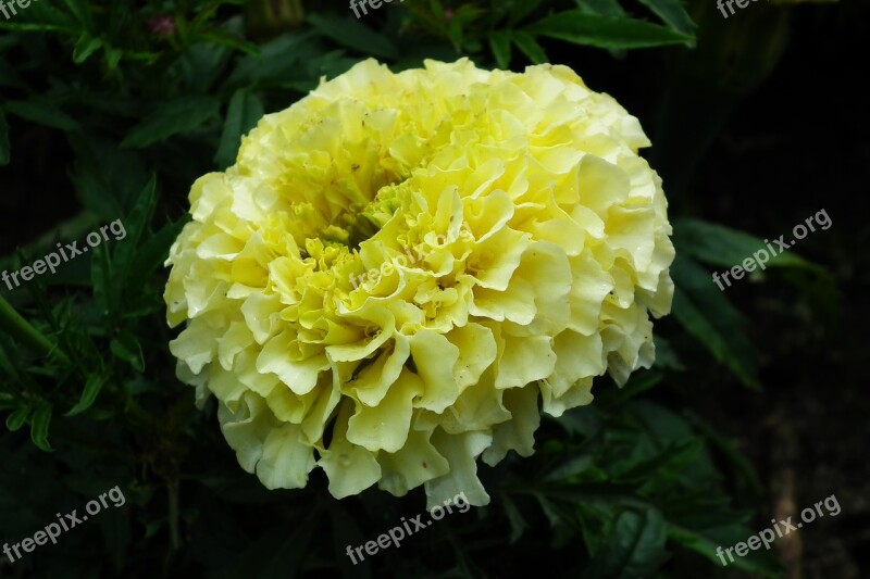 Flower Marigold White A Garden Plant Nature