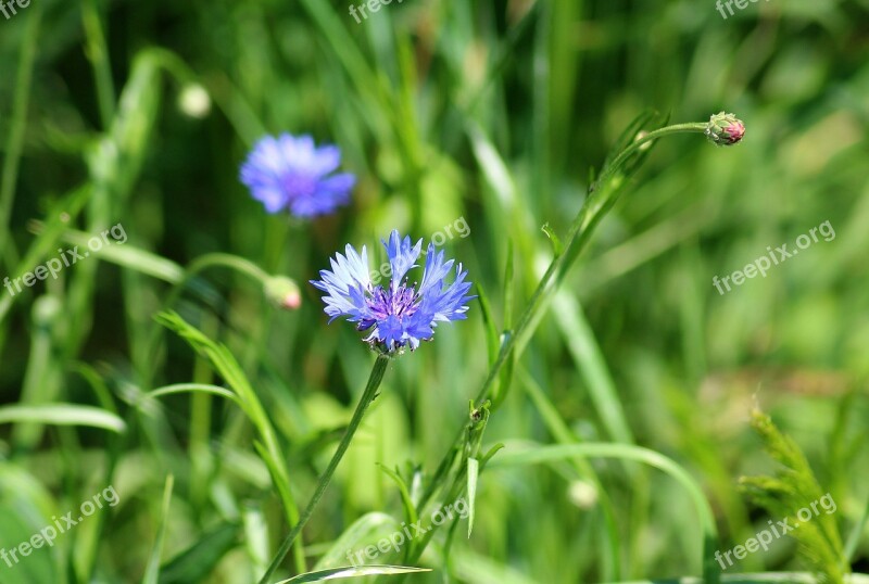 Cornflower Wildflowers Vegetation Blue Flowers Weed Flourishing