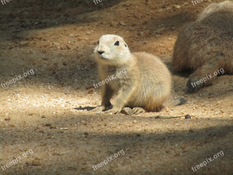 Prairie Dogs Zoo Cub Mammal Black-tailed Prairie Dog