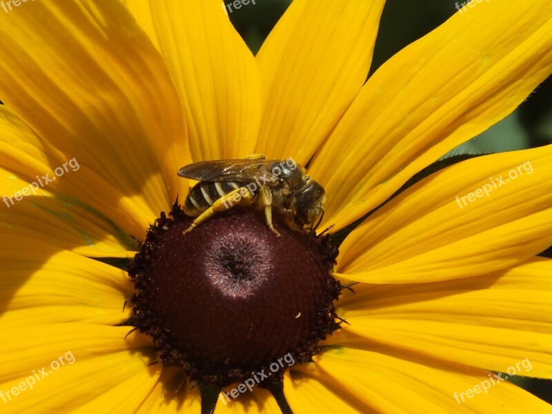 Sunflower Bee Insect Flower Nature