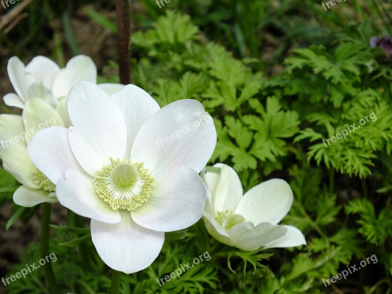 Anemone Flower Garden Nature Spring