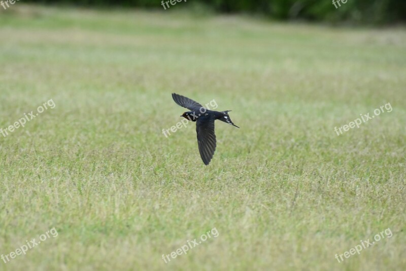 Animal Park Lawn Bird Wild Birds