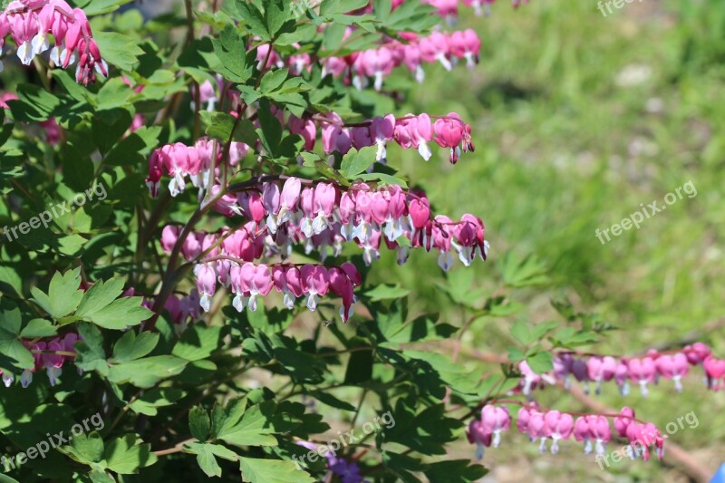 The Bleeding Heart Dicentra Broken Heart Plant Flower