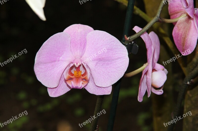 Orchid Flowers Phalaenopsis Beautiful Flower Beautiful