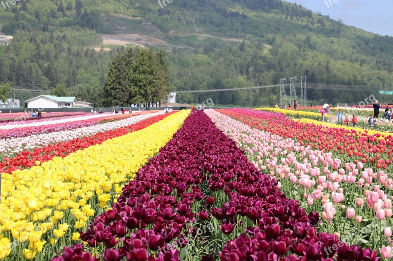 Flower Beautiful Flowers And Plants Spring The Warm Sun