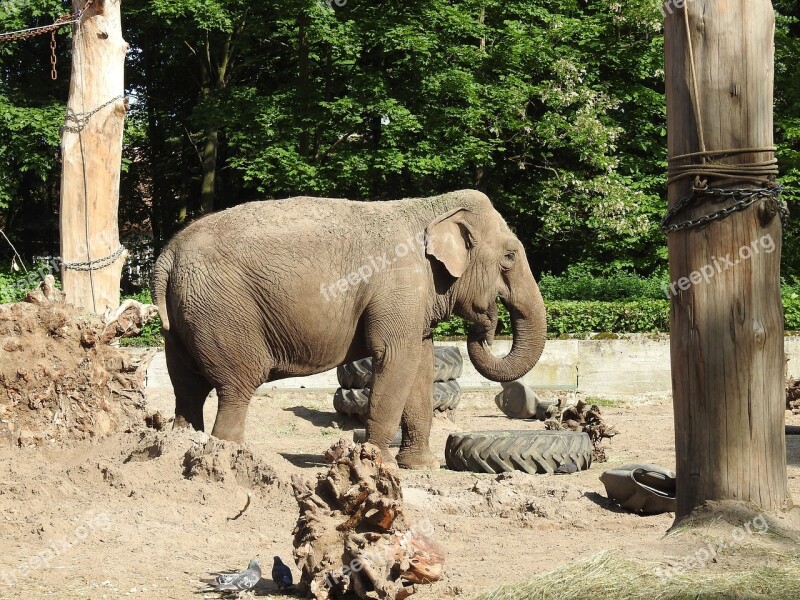 Elephant Zoo Proboscis Large Mammal Africa