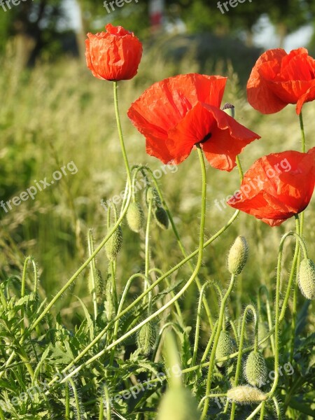 Poppies Spring Wildflowers Blooming Poppies Flowers