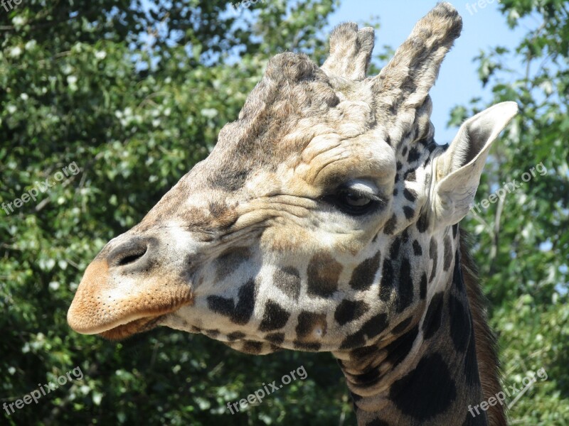 Giraffe Head Zoo Africa The Prague Zoo