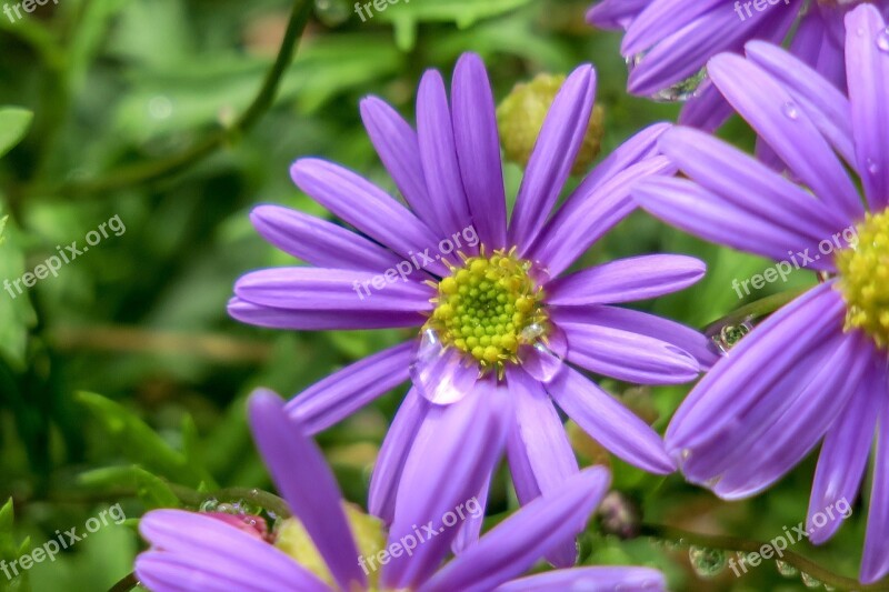 Malan Plant Botanical Garden Nature Flower