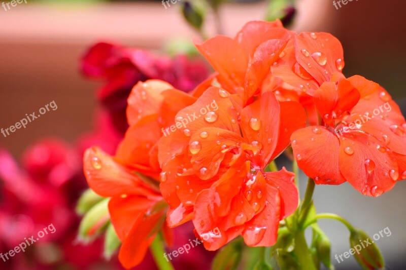 Rose Flower Petal Love Wedding