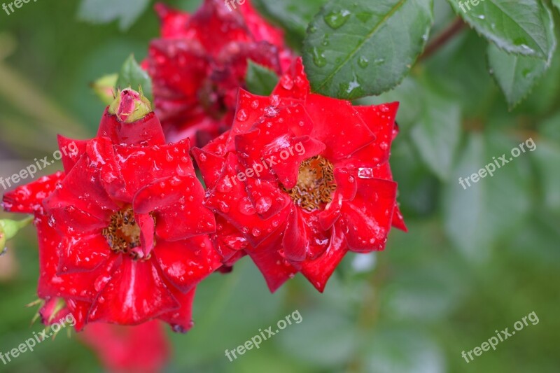 Rose Flower Petal Love Wedding