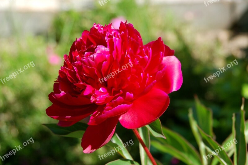 Peony Flower Ornamental Plants A Garden Plant Boost