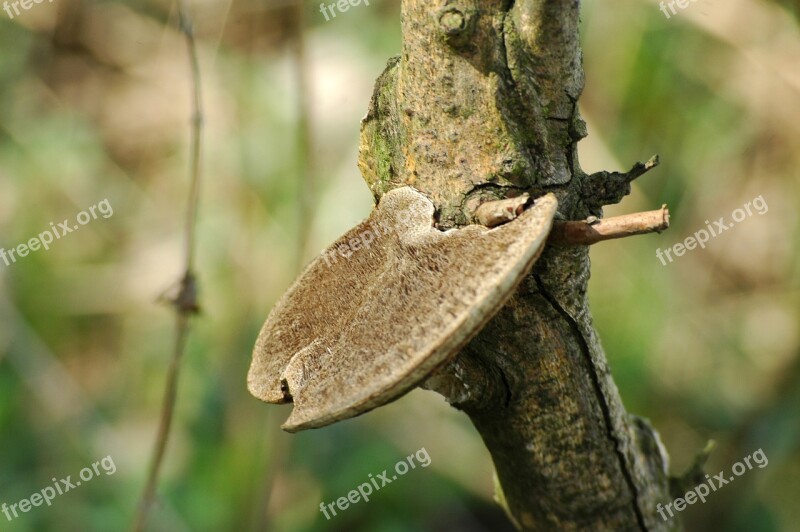 Hub Mushroom Forest Wood Hub Moss