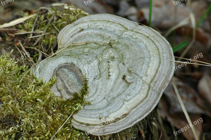 Hub Mushroom Forest Wood Hub Moss