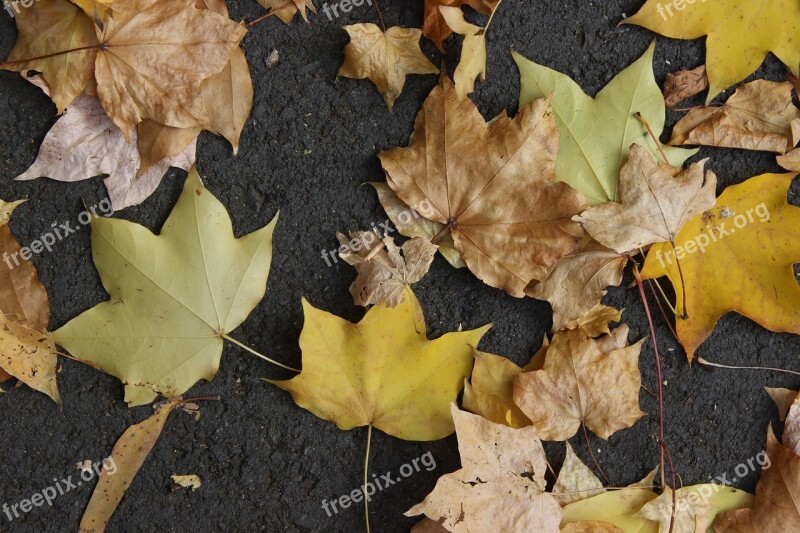 Maple Autumn Red Leaves Maple Leaf Leaves Golden Yellow