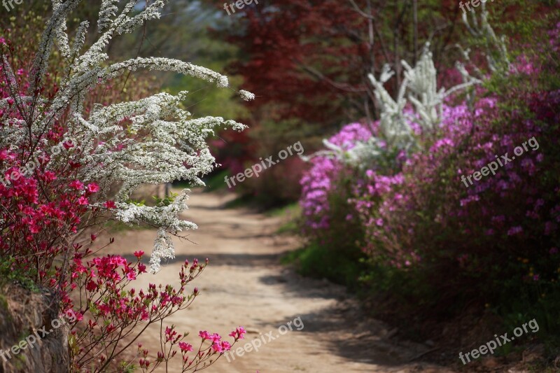 Spring Spring Landscape Korea Flowers Republic Of Korea