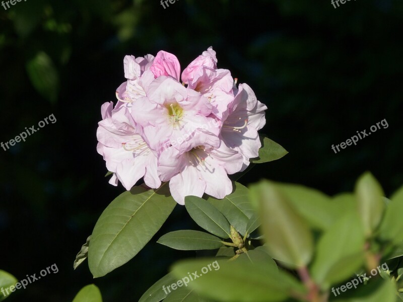 Rhododendron Azalea Flower Gentle Botanical Garden