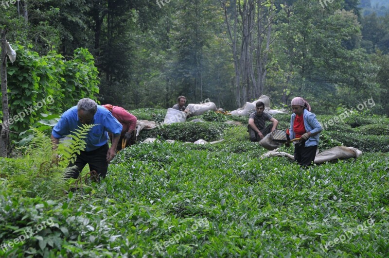 Laz Laz Village Garden Field Tea Garden