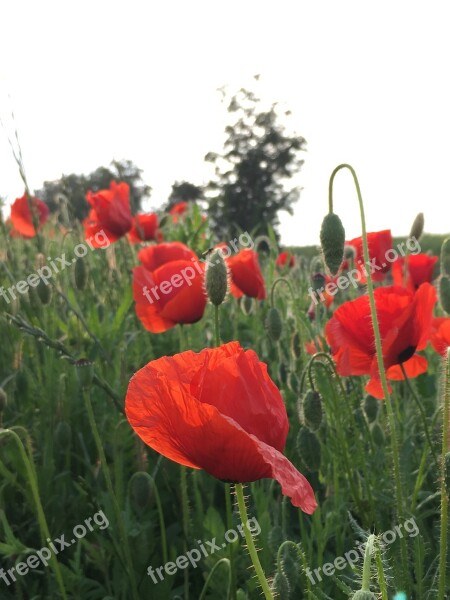 Klatschmohn Red Poppy Red Poppy Flower Blossom